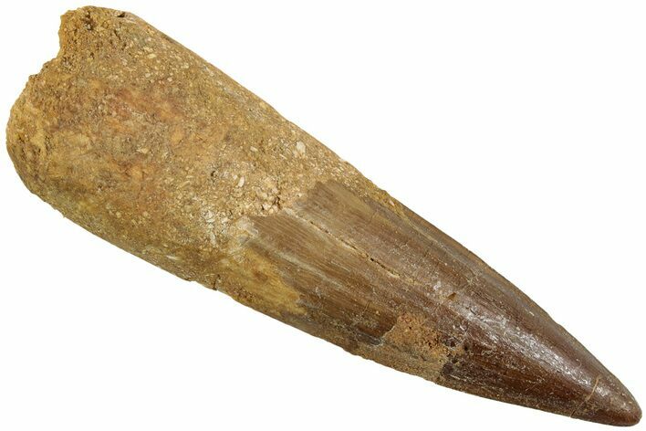 Fossil Spinosaurus Tooth - Real Dinosaur Tooth #230709